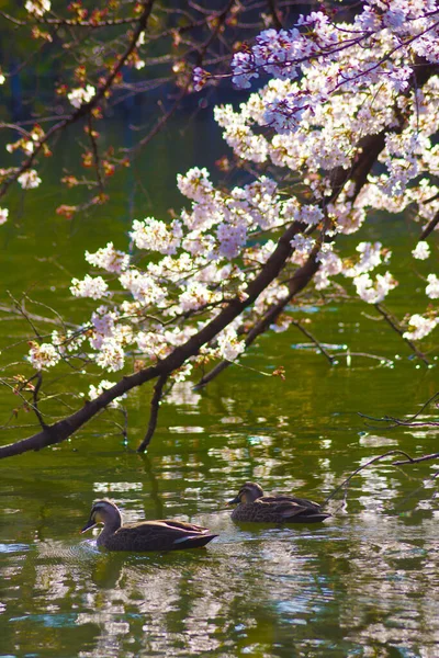 Canard Cerise Nagent Étang Inokashira — Photo