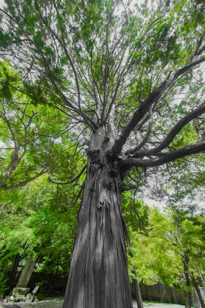 绿油油的大树 阳光灿烂的天空 — 图库照片