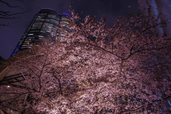 Aller Voir Des Fleurs Cerisier Nuit Roppongi Pleine Floraison — Photo