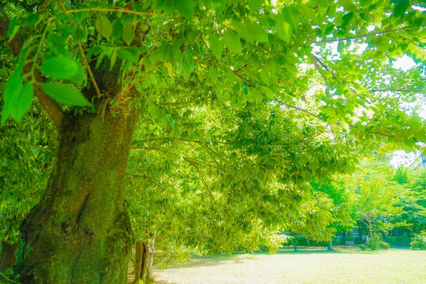 Verde Fresco Del Parque Akishima Tsutsujigaoka —  Fotos de Stock