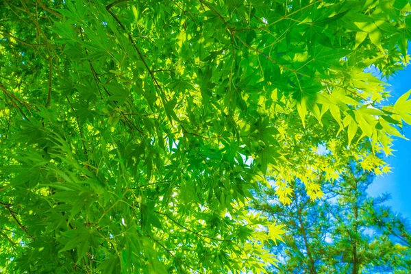 绿油油的大树 阳光灿烂的天空 — 图库照片