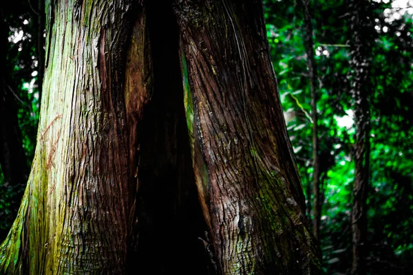 Des Waldes War Dichtes Bild Takao — Stockfoto