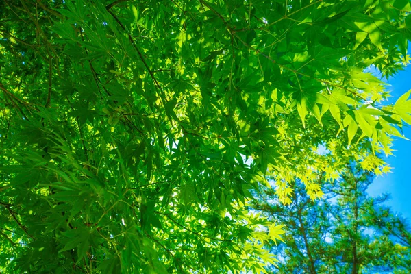 Зелень Большого Дерева Солнечное Небо — стоковое фото