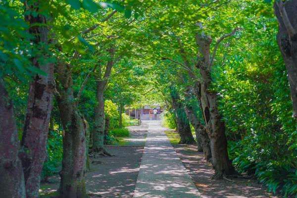 Verse Groene Afbeelding Van Kamakura Gokurakuji — Stockfoto