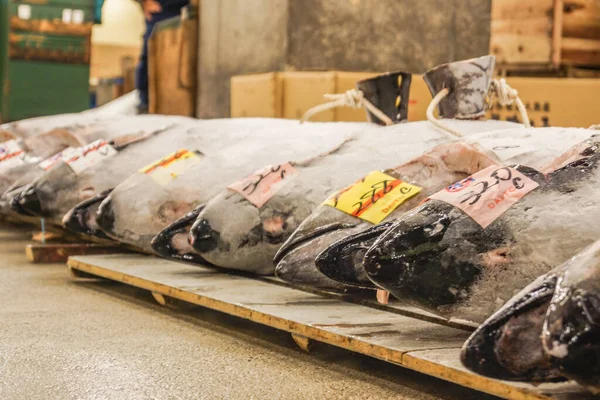 Tsukiji pazarının açık arttırması.