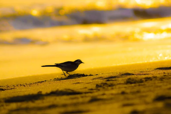 Beach is illuminated by the sunset and bird silhouette