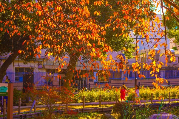 Hojas Otoño Gente Del Parque Togoshi —  Fotos de Stock