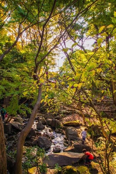 Осенние Листья Жители Парка Тогоши — стоковое фото