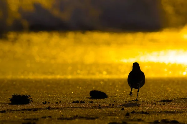 Strand Wordt Verlicht Door Zonsondergang Vogelsilhouet — Stockfoto