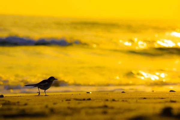 Παραλία Φωτίζεται Από Ηλιοβασίλεμα Και Σιλουέτα Πουλιών — Φωτογραφία Αρχείου