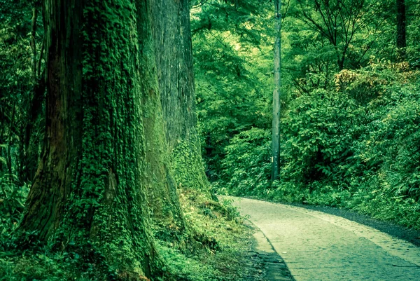 Bosque Era Imagen Densa Takao — Foto de Stock