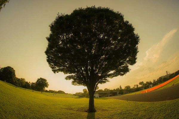 Luz Verde Fresco Uma Grande Árvore Sol — Fotografia de Stock