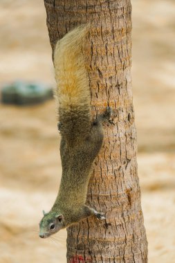 Pattaya Sahili şirin sincabı (Tayland)
