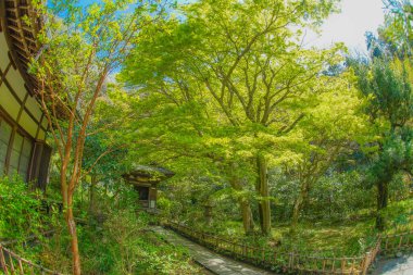 Kamakura-Enkakuji 'nin taze yeşili.