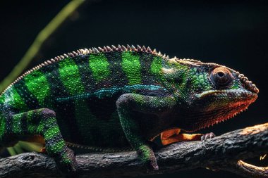 Chichuuka Lee bukalemunu ormanda pusuda bekliyor.