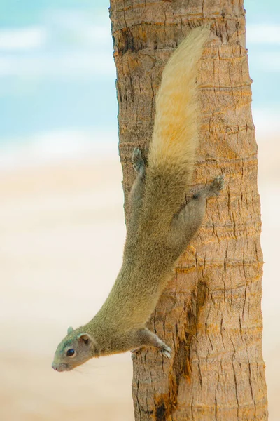 파타야 해변귀여운 다람쥐 — 스톡 사진