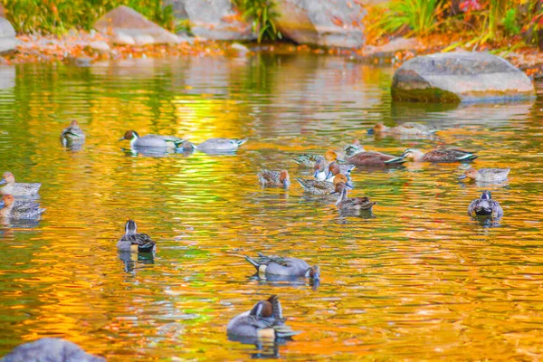 Teichente Mit Herbstblättern Spiegelbild — Stockfoto