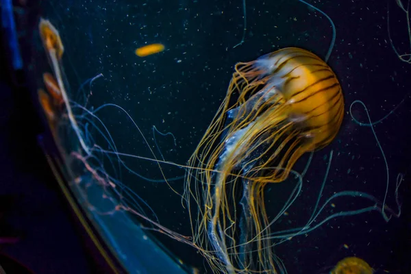 Imagen Medusas Medusas Venenosas — Foto de Stock