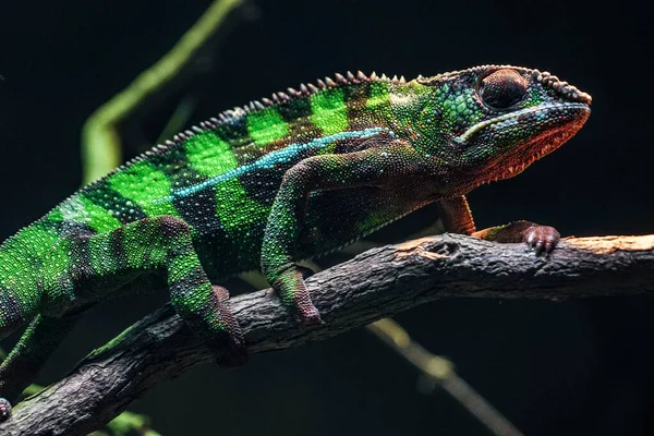 Chichuuka Lee Chameleon Číhající Džungli — Stock fotografie