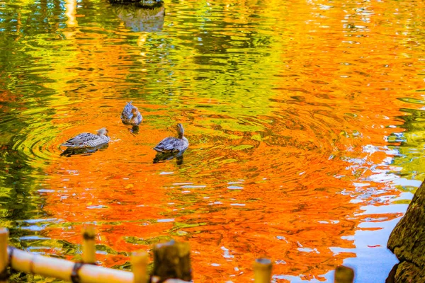 Damanka Med Höstlöv Reflekteras — Stockfoto