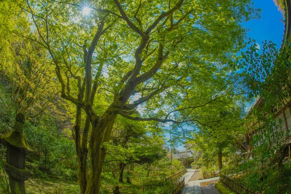 Kamakura Enkakuji Friss Zöldje — Stock Fotó