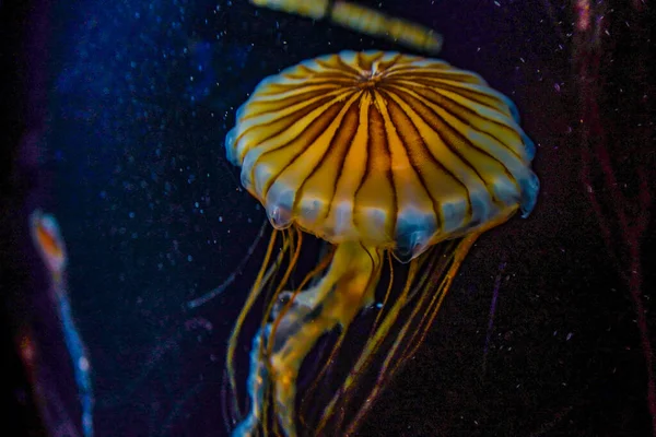 Denizanası Görüntüsü Zehirli Denizanası — Stok fotoğraf