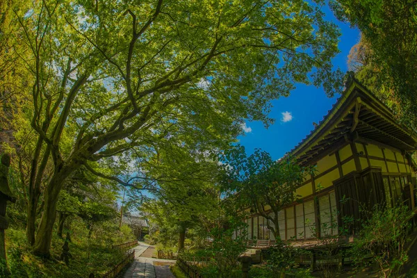 Kamakura Enkakuji Friss Zöldje — Stock Fotó