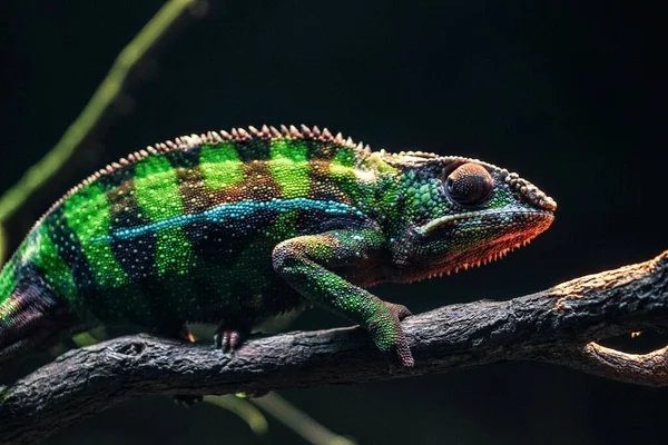 Chichuuka Lee Chameleon Číhající Džungli — Stock fotografie