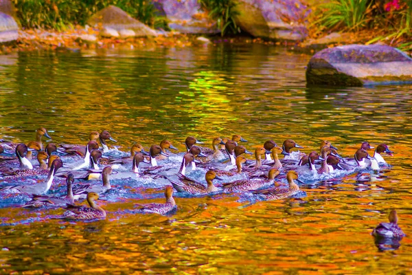 Pato Lagoa Com Folhas Outono Sendo Refletidas — Fotografia de Stock