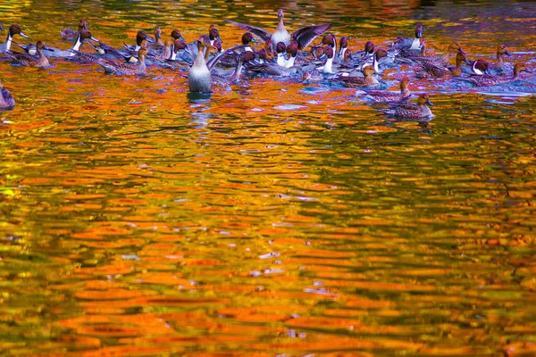 Teichente Mit Herbstblättern Spiegelbild — Stockfoto