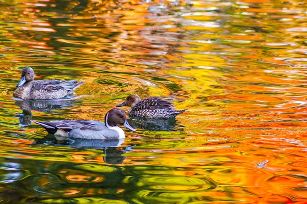 Sonbahar Yaprakları Yansıtılan Gölet Ördeği — Stok fotoğraf