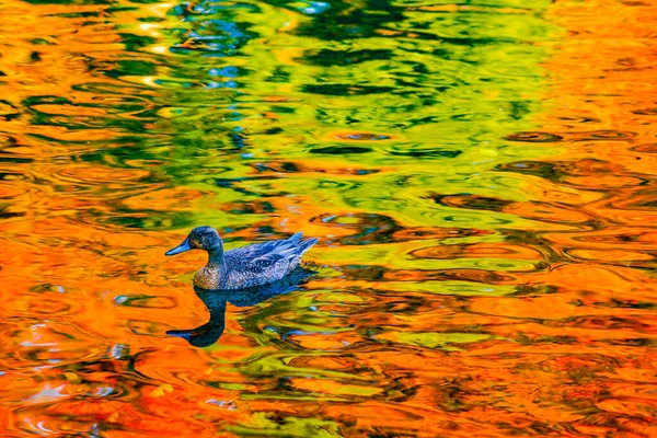 Pato Lagoa Com Folhas Outono Sendo Refletidas — Fotografia de Stock