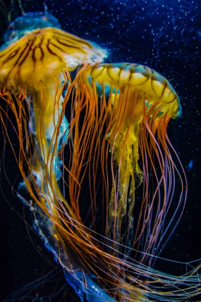 Imagen Medusas Medusas Venenosas —  Fotos de Stock