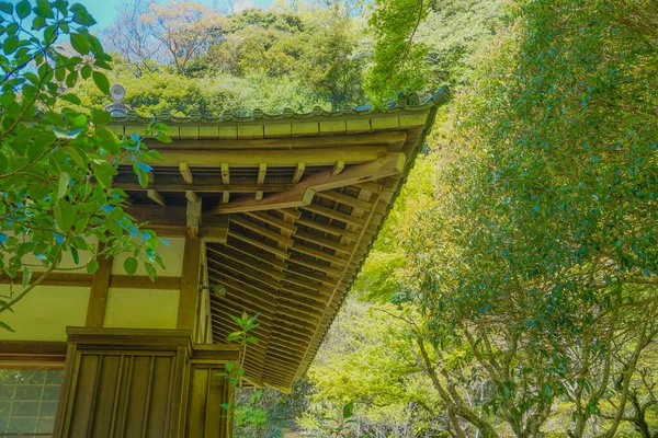 Čerstvá Zeleň Kamakura Enkakuji — Stock fotografie