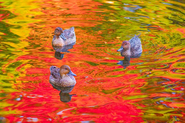 Vijvereend Met Herfstbladeren Gereflecteerd — Stockfoto