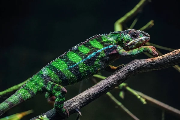 Chichuuka Lee Chameleon Číhající Džungli — Stock fotografie