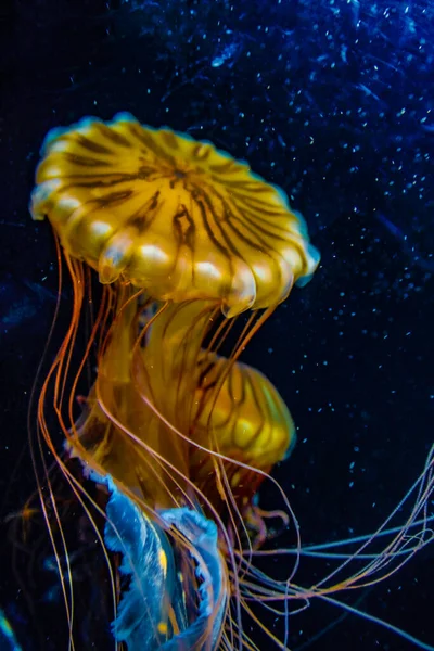 Denizanası Görüntüsü Zehirli Denizanası — Stok fotoğraf