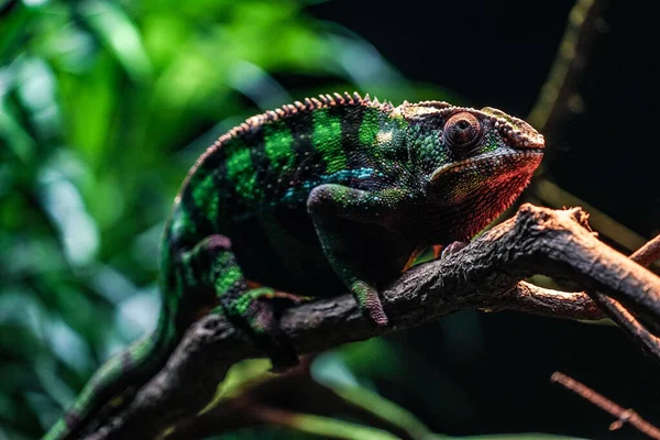 Chichuuka Lee Chameleon Číhající Džungli — Stock fotografie