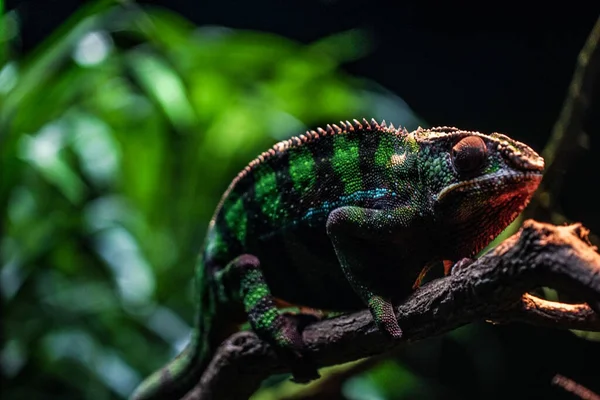 Chichuuka Lee Chameleon Číhající Džungli — Stock fotografie