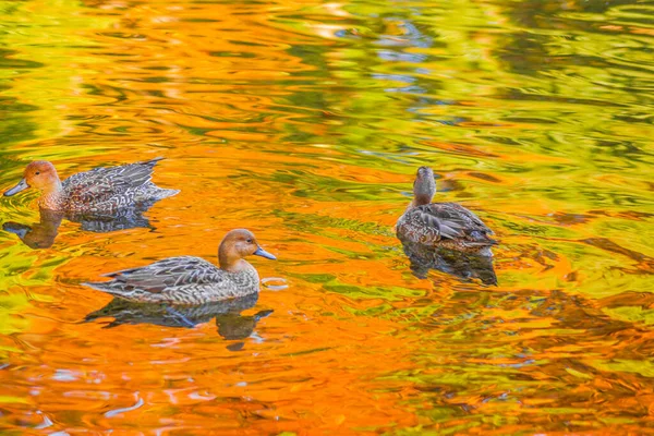 Damanka Med Höstlöv Reflekteras — Stockfoto