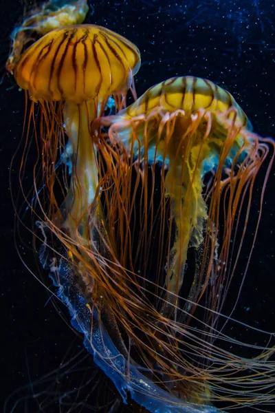 Image Jellyfish Poison Jellyfish — Stock Photo, Image