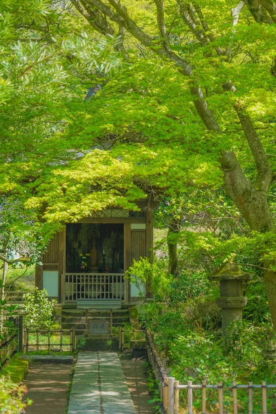 Verde Fresco Kamakura Enkakuji —  Fotos de Stock