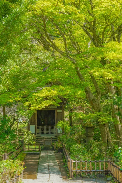 Verde Fresco Kamakura Enkakuji — Fotografia de Stock