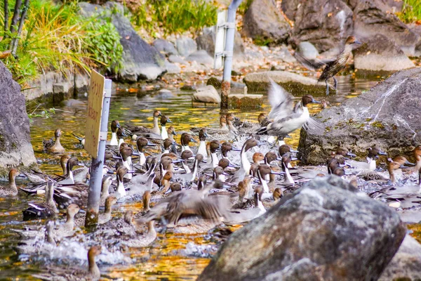 Damanka Med Höstlöv Reflekteras — Stockfoto