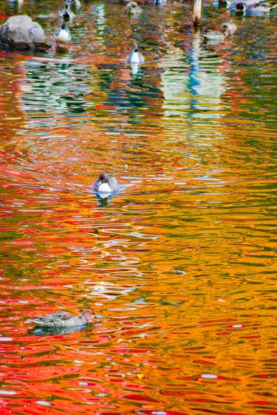 Pato Lagoa Com Folhas Outono Sendo Refletidas — Fotografia de Stock