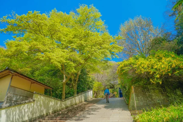 Verde Fresco Kamakura Enkakuji — Fotografia de Stock