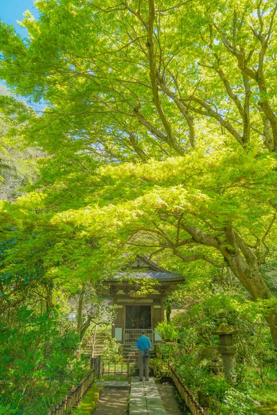 Свежая Зелень Камакура Энкэдзи — стоковое фото