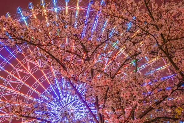 さくらとコスモクロック 横浜市みなとみらい — ストック写真