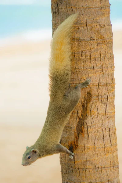 파타야 해변귀여운 다람쥐 — 스톡 사진
