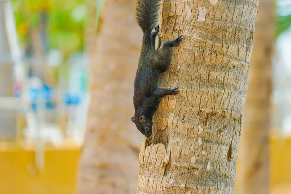 Pattaya Beach Esquilo Bonito Tailândia — Fotografia de Stock